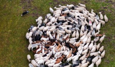 une ferme promeut des pulls en laine de «moutons homosexuels»