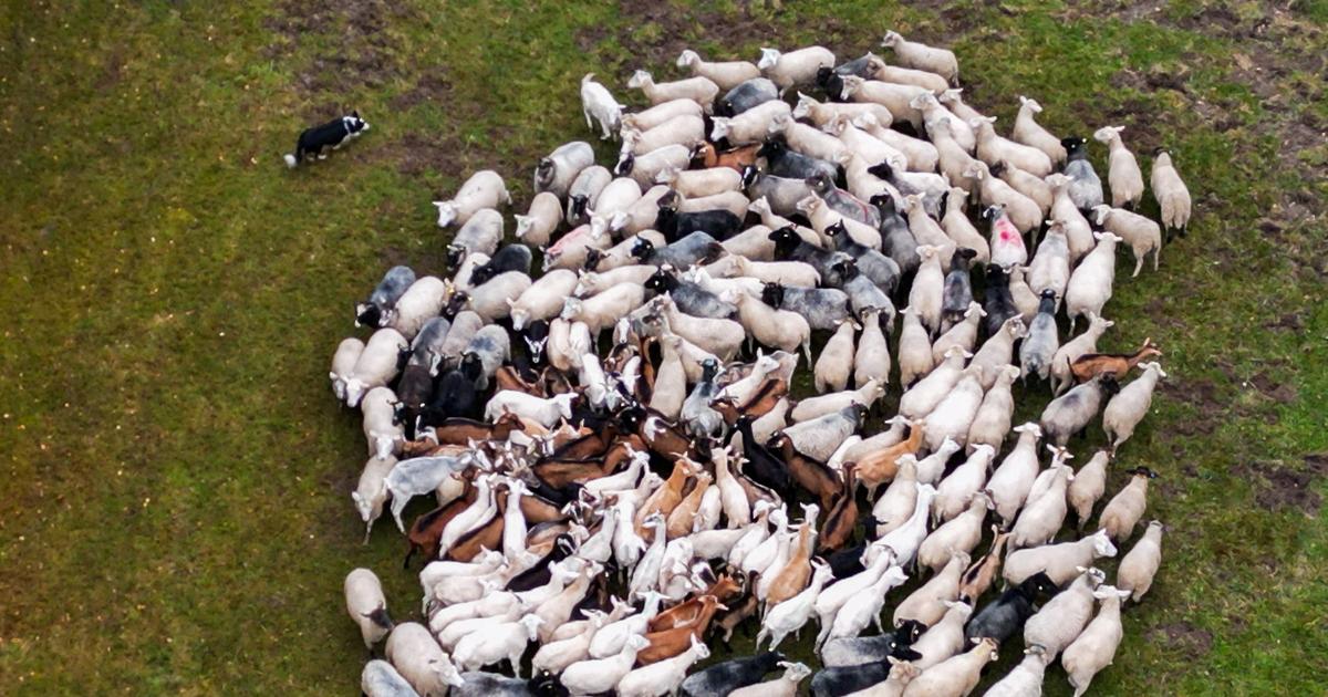 une ferme promeut des pulls en laine de «moutons homosexuels»