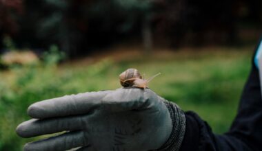À Londres, on élève des escargots pour échapper à l’impôt