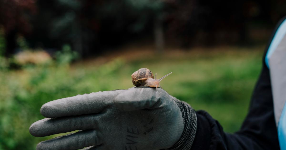 À Londres, on élève des escargots pour échapper à l’impôt