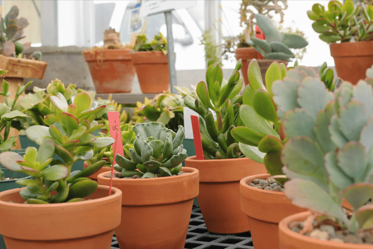 le paradis des plantes à prix mini débarque à la Halle Tropisme