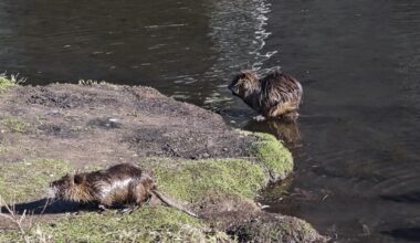 Faut-il tirer à l’arc sur les ragondins ?