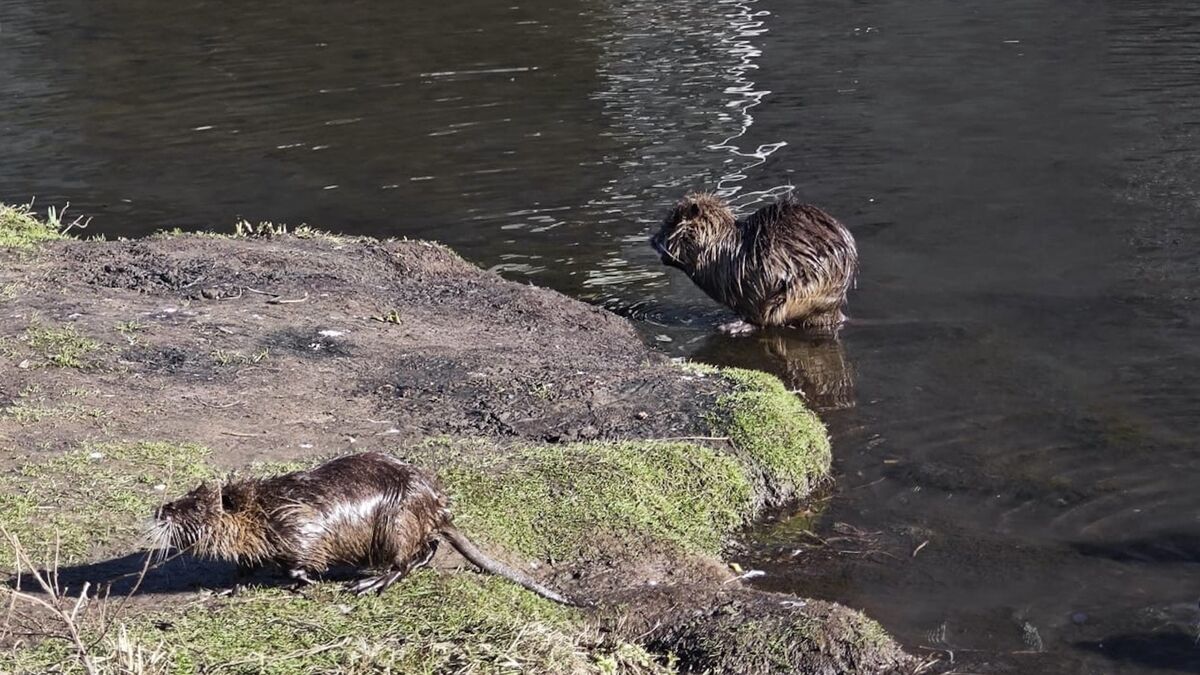 Faut-il tirer à l’arc sur les ragondins ?
