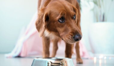 Ne donnez pas ce fruit à un chien, il provoque une insuffisance rénale