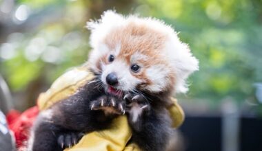 Voici le nom qui a été choisi pour l'adorable panda roux né au zoo de Lille