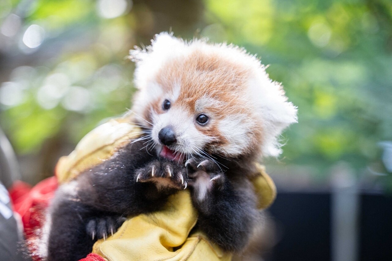 Voici le nom qui a été choisi pour l'adorable panda roux né au zoo de Lille