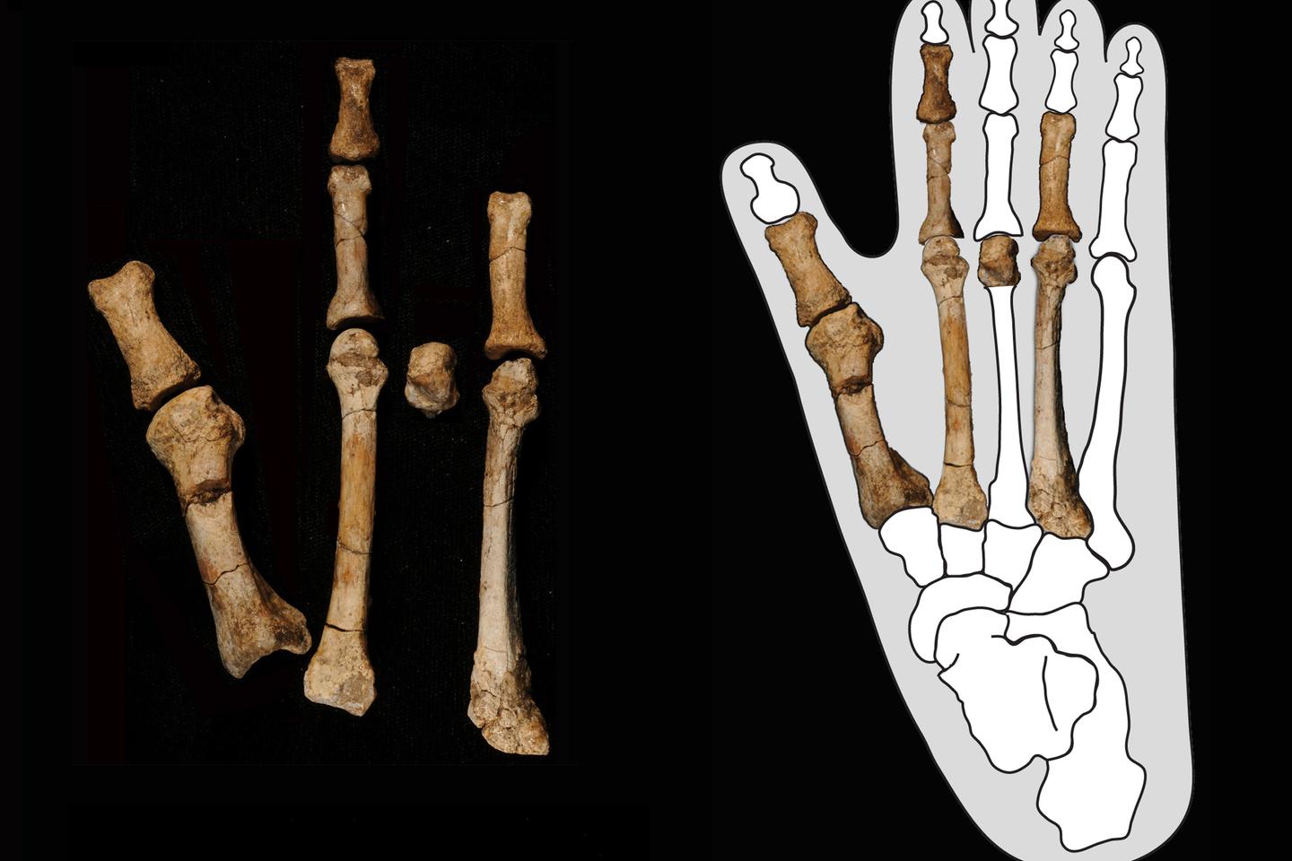 Le pied d’un australopithèque dans la fourmilière de nos origines