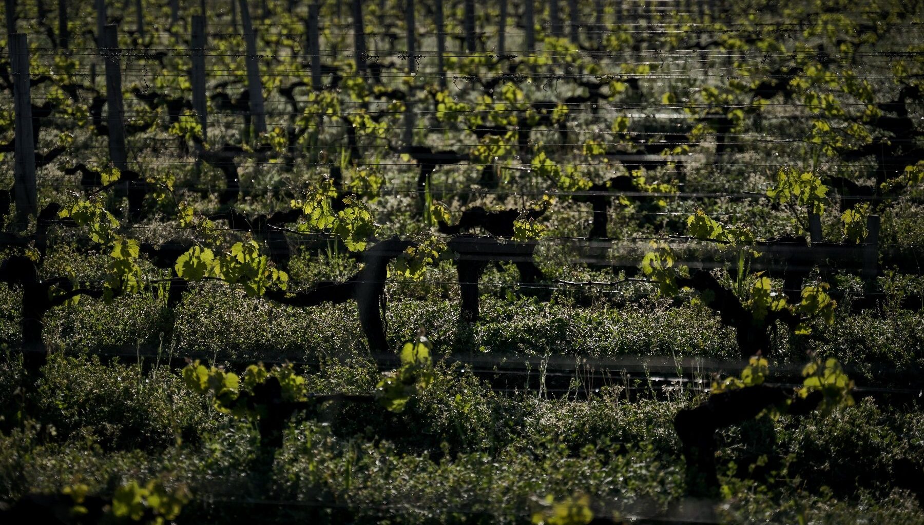 près de Bordeaux, levures et porte-greffe à la rescousse du vin