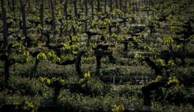 près de Bordeaux, levures et porte-greffe à la rescousse du vin