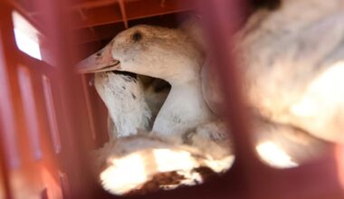 Page d'accueil Yahoo news