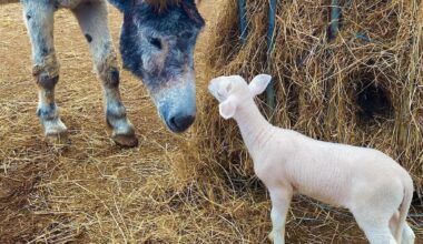 Près de Montpellier. Charnier de Villeneuve-lès-Maguelone : brebis survivantes cherchent foyers