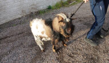 Insolite. Près de Rouen, un bouc attrapé après une longue divagation dans les rues de la ville