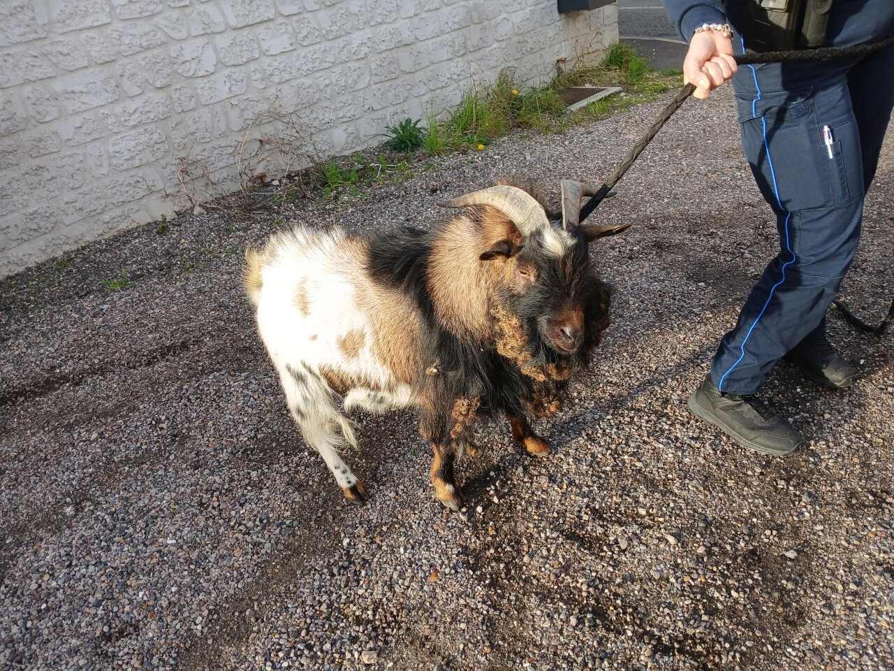 Insolite. Près de Rouen, un bouc attrapé après une longue divagation dans les rues de la ville