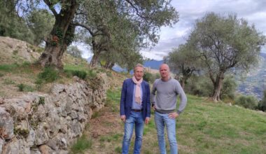 À Carros, la mairie sauve des oliviers centenaires menacés par la pression immobilière