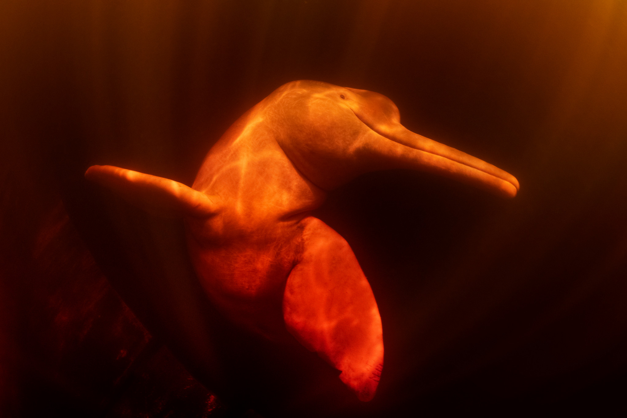 Dauphin baiji nageant dans une eau sombre et orangée, éclairé par une lumière douce. Dauphin baiji nageant dans une eau sombre et orangée, éclairé par une lumière douce.