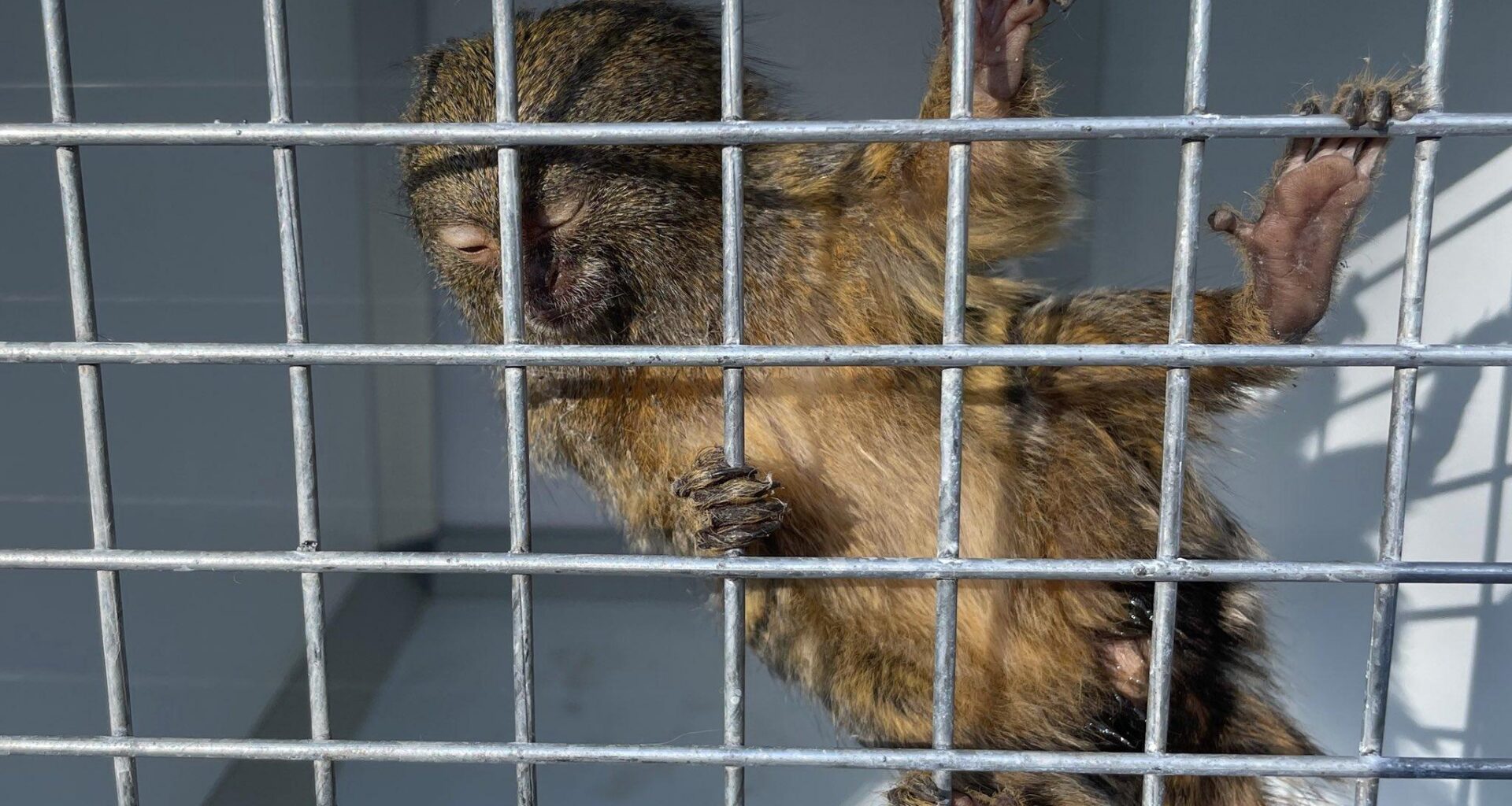 Il vole des singes dans un laboratoire : un homme interpellé près de Lyon