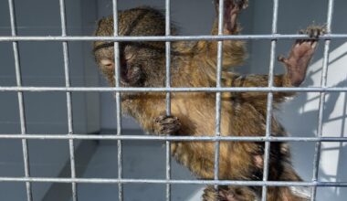 Il vole des singes dans un laboratoire : un homme interpellé près de Lyon