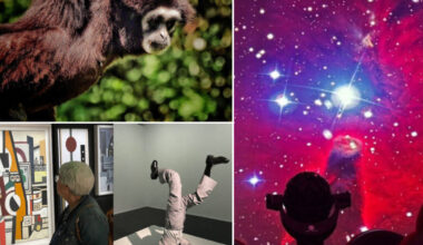 Dernier jour au zoo, pierres précieuses, brocantes... Que faire à Lille et autour dimanche 9 novembre ?