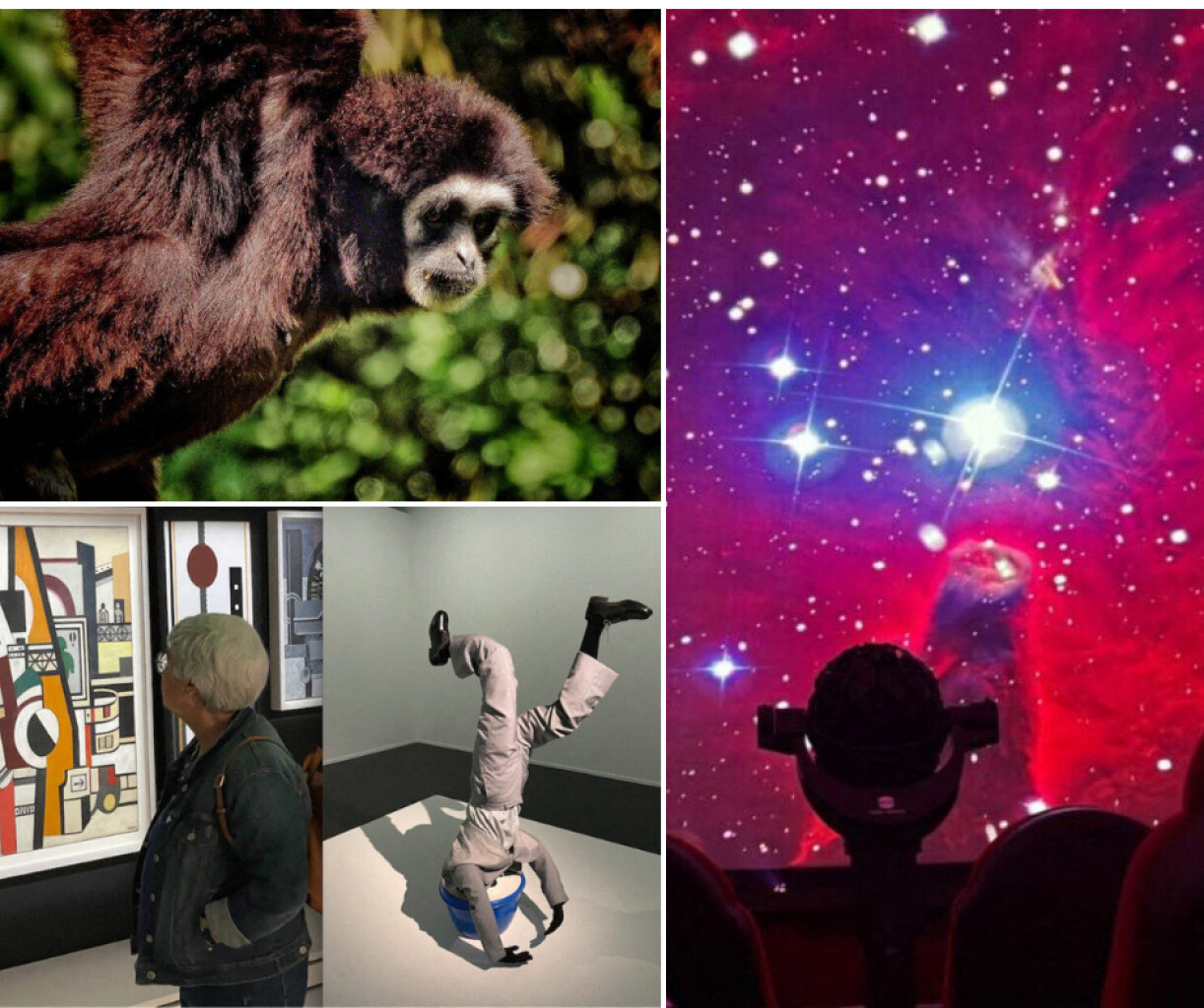 Dernier jour au zoo, pierres précieuses, brocantes... Que faire à Lille et autour dimanche 9 novembre ?