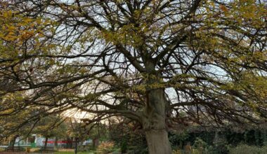 cet arbre est en lice pour devenir le plus beau de France !