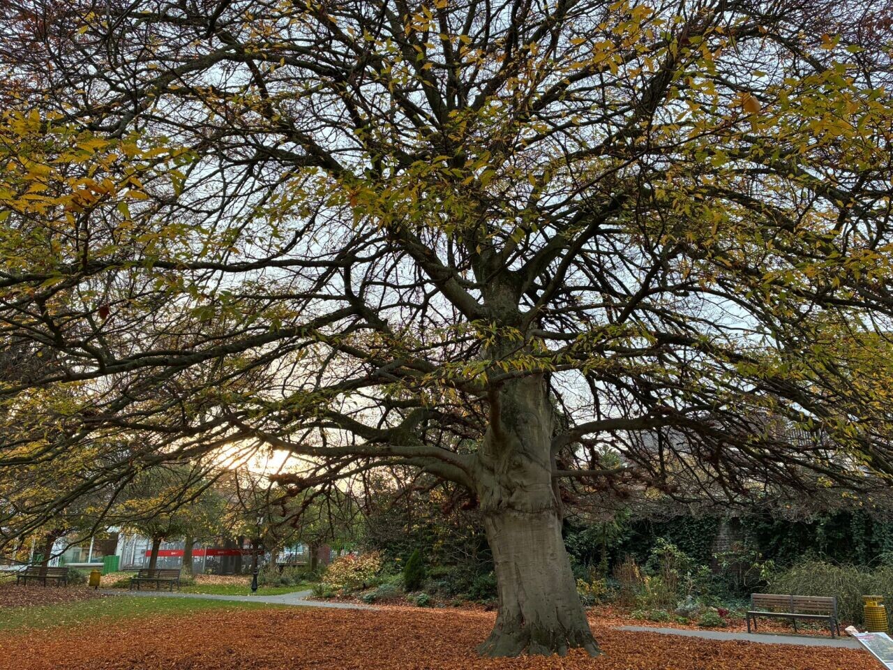 cet arbre est en lice pour devenir le plus beau de France !
