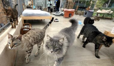 Elle lègue sa villa de Cagnes-sur-Mer à une association de défense des animaux, 100 chats abandonnés ou maltraités investissent les lieux