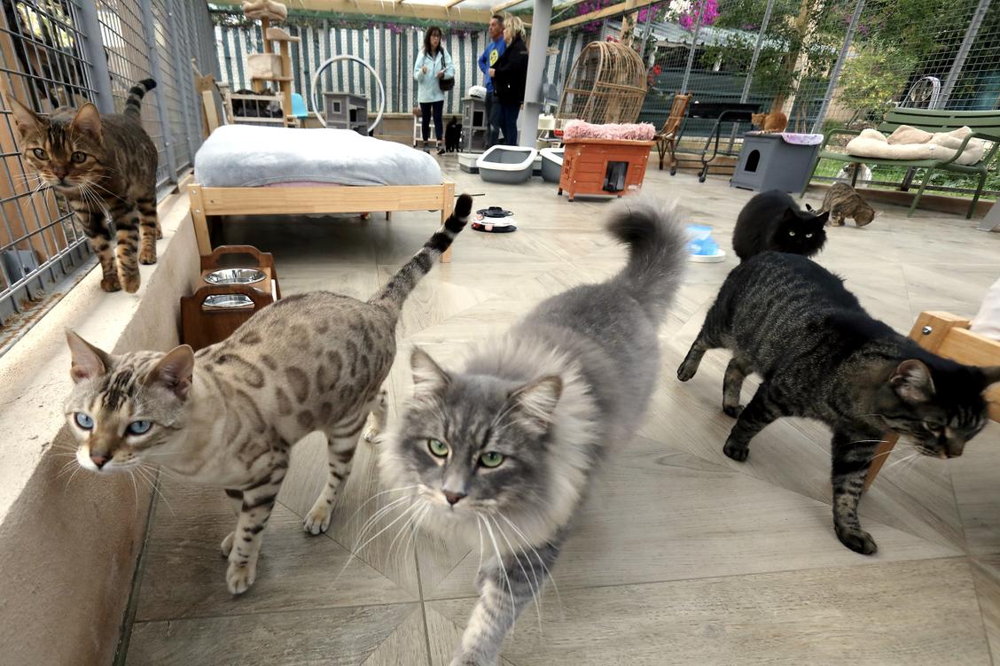 Elle lègue sa villa de Cagnes-sur-Mer à une association de défense des animaux, 100 chats abandonnés ou maltraités investissent les lieux