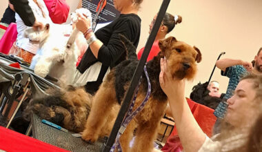 le championnat national de toilettage attire un record de participants