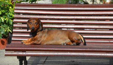 C’est quoi le Teckel Day, cette journée imaginée par une Lyonnaise passionnée par les chiens ?