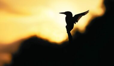 Le photographe animalier Erwan Caudal expose à Brasparts, il nous livre ses secrets : « On fait une activité de solitaire »