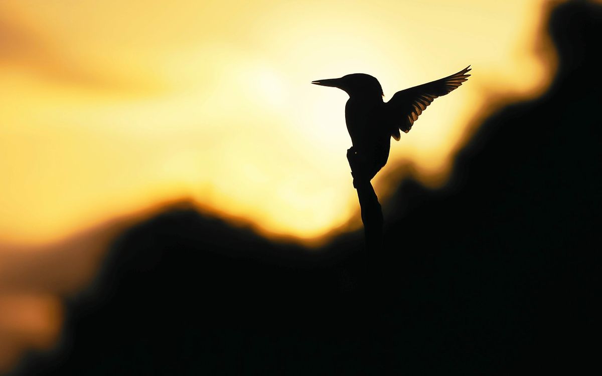 Le photographe animalier Erwan Caudal expose à Brasparts, il nous livre ses secrets : « On fait une activité de solitaire »