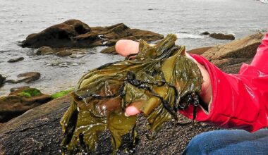 Un premier salon national de l’algue à Rennes : pourquoi cet événement est clé pour la filière en Bretagne