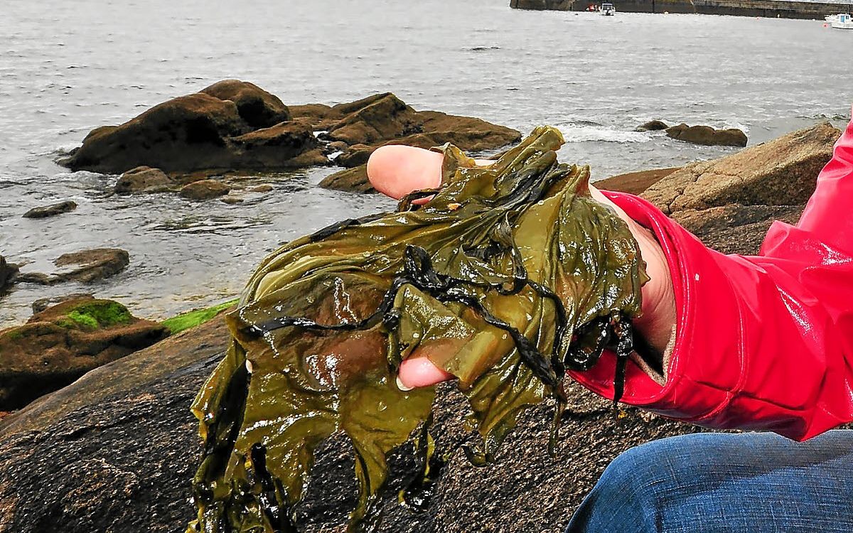 Un premier salon national de l’algue à Rennes : pourquoi cet événement est clé pour la filière en Bretagne
