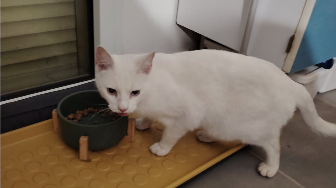 Après avoir pénétré chez Mélanie, le chat s’est précipité sur les croquettes.