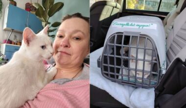 l’incroyable histoire du chat Yuki retrouvé à Tours