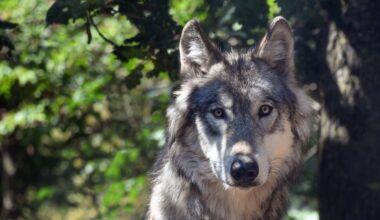 Le nombre de loups en France relativement stable en 2025, estimé à 1.082