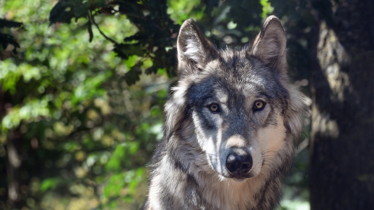 Le nombre de loups en France relativement stable en 2025, estimé à 1.082