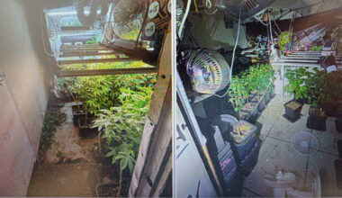 Comment une mauvaise adresse a mené les gendarmes à découvrir 132 pieds de cannabis près de Lyon