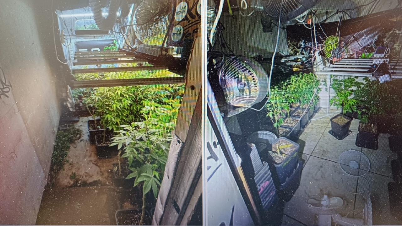 Comment une mauvaise adresse a mené les gendarmes à découvrir 132 pieds de cannabis près de Lyon