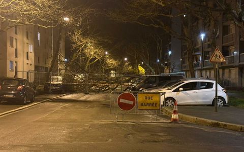 À Rennes, un arbre est tombé dans le quartier Kennedy, endommageant deux voitures