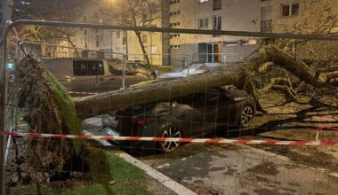 À Rennes, un arbre est tombé dans le quartier Kennedy, endommageant deux voitures