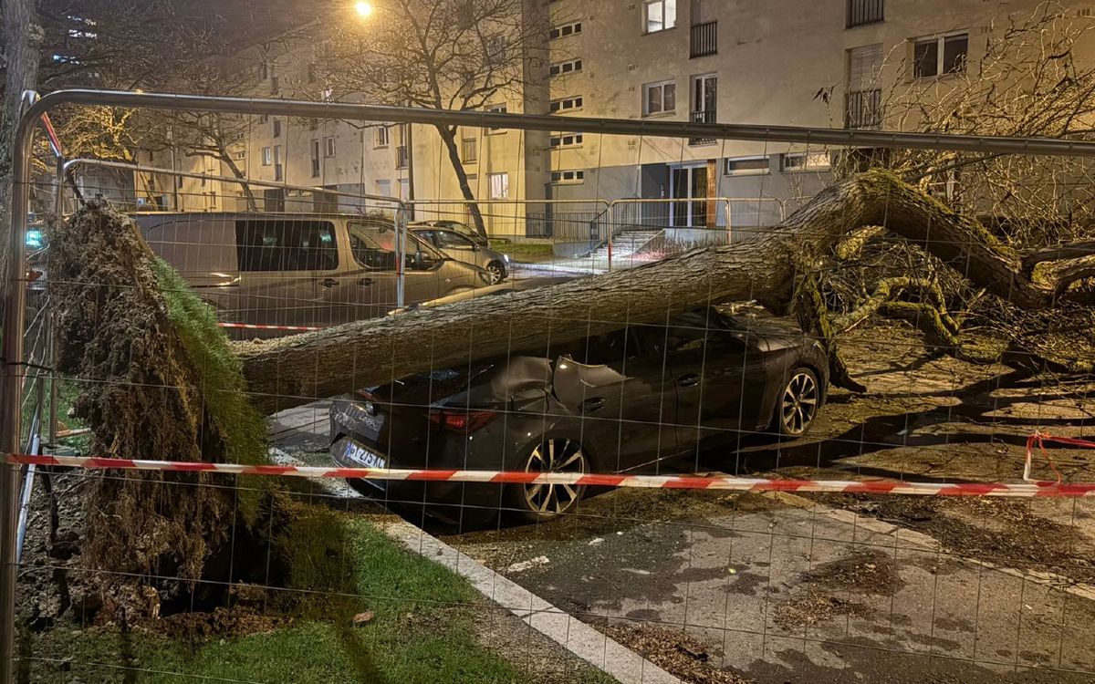 À Rennes, un arbre est tombé dans le quartier Kennedy, endommageant deux voitures
