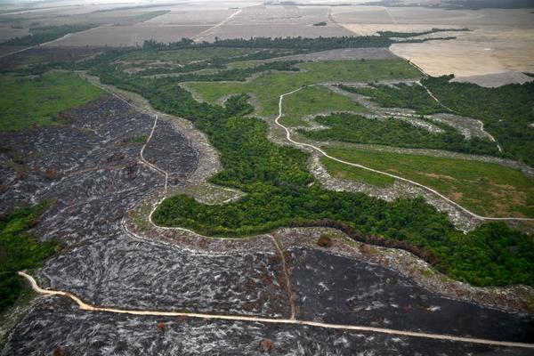 Les groupes bancaires sont accusés de se fournir auprès de fermiers qui ont déforesté au Brésil.