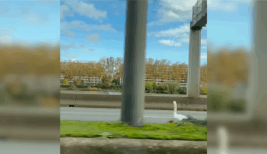 Lyon : un cygne provoque des bouchons sur la M7 en direction de Paris 