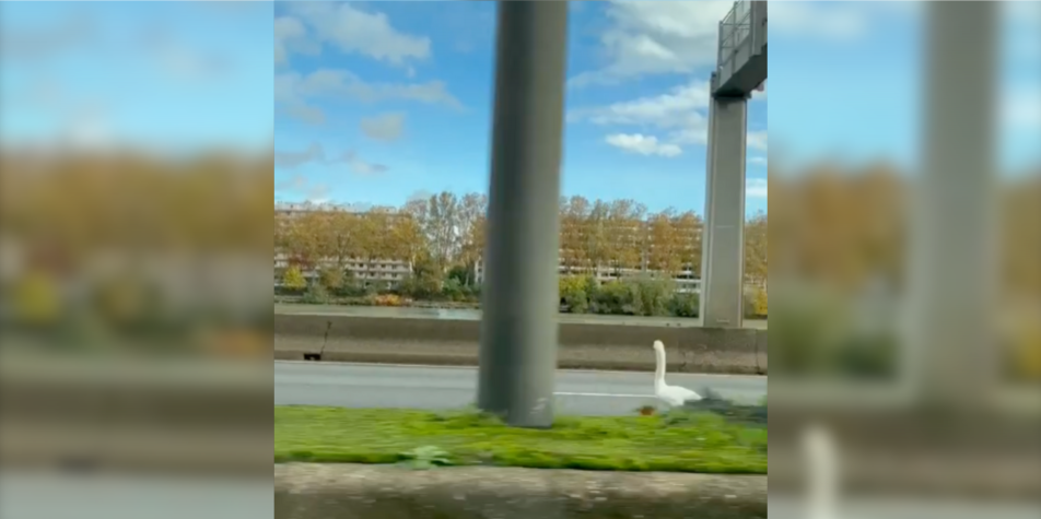 Lyon : un cygne provoque des bouchons sur la M7 en direction de Paris 