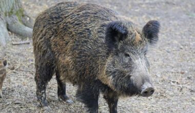 Un sanglier aperçu dans les rues de Saint-Étienne : l'animal abattu par la police 