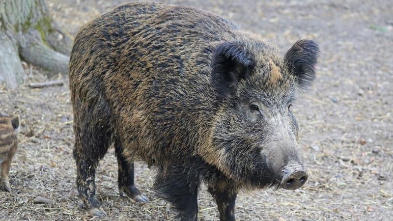 Un sanglier aperçu dans les rues de Saint-Étienne : l'animal abattu par la police 