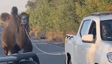 un chameau utilisé par l’armée russe aurait été secouru par des militaires ukrainiens