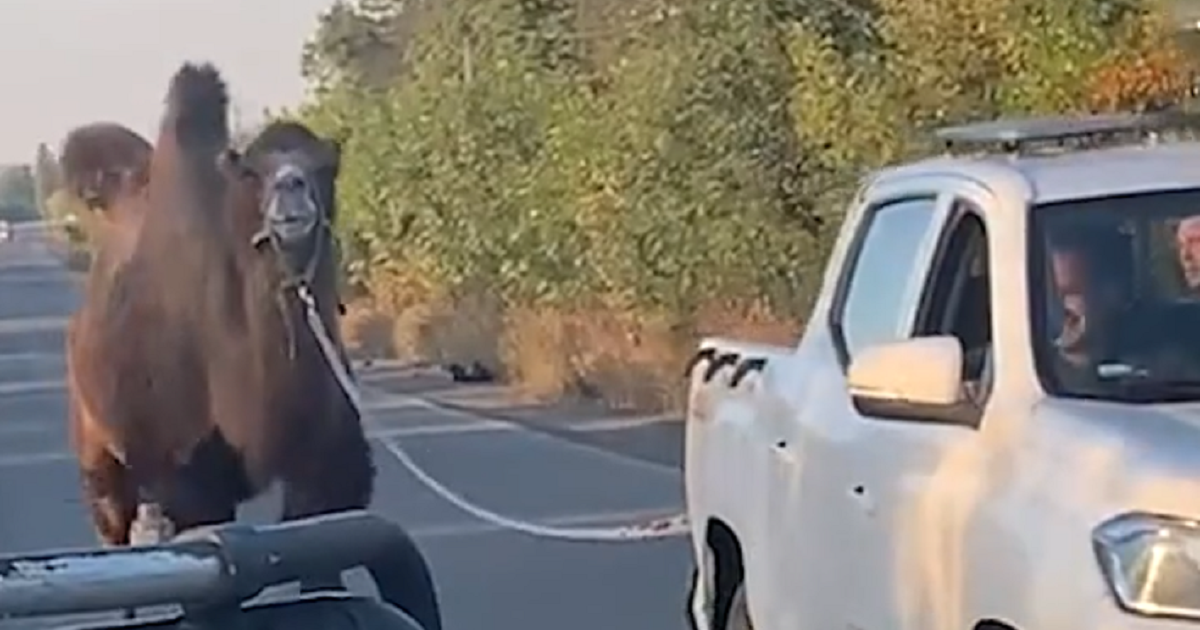 un chameau utilisé par l’armée russe aurait été secouru par des militaires ukrainiens