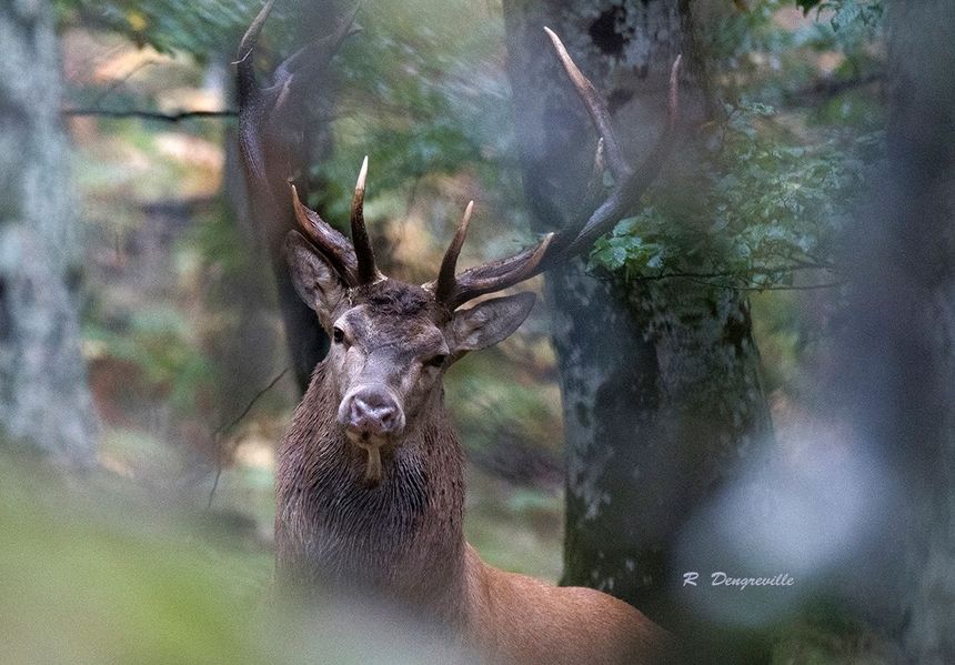 Un cerf de la forêt d'Aubrac